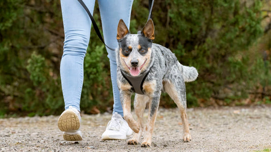 Owner Training Dog for Obedience with BioThane Leash