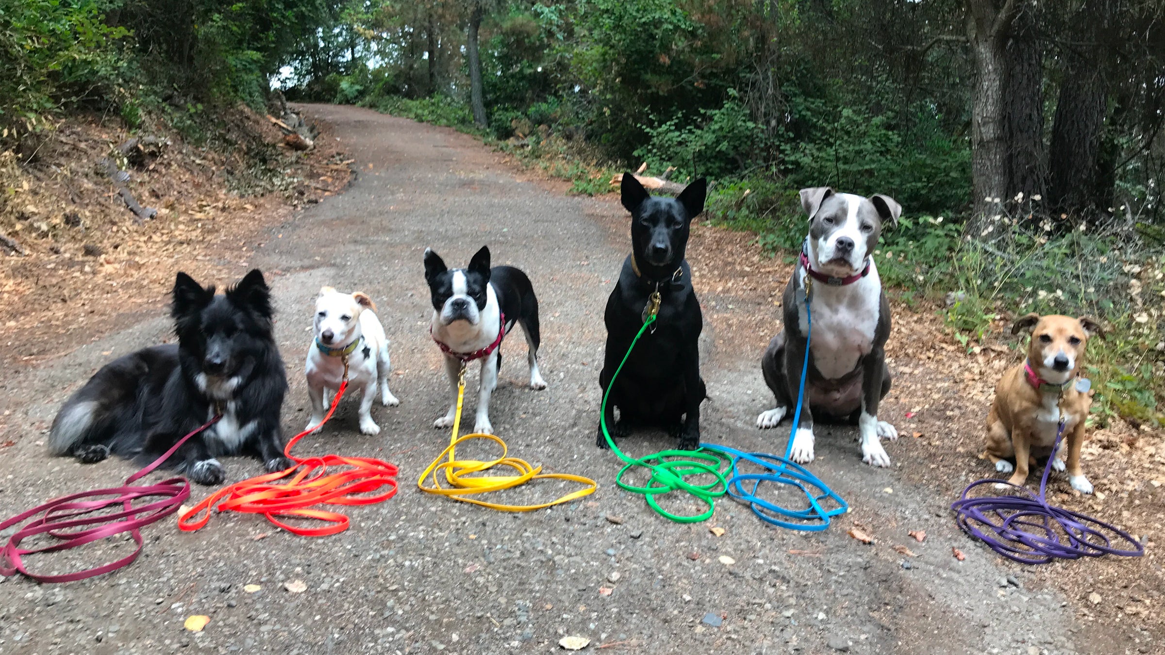 Palomine Lines BioThane dog leashes and long lines