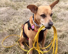 The BioThane Leash: The Ultimate Solution for Dog Owners