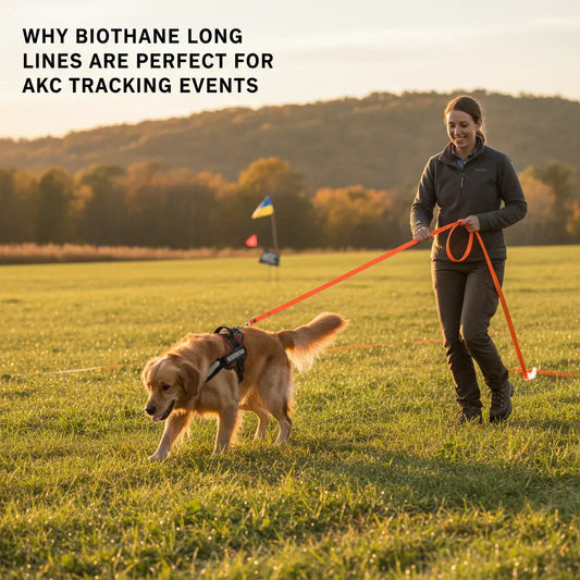 Golden Retriever practicing AKC tracking training with a BioThane long line