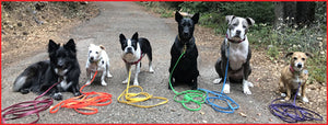 Palomine Lines: Welcome to Palomine Lines | custom dog training leads, high quality dog leashes, strong lightweight dog training lines